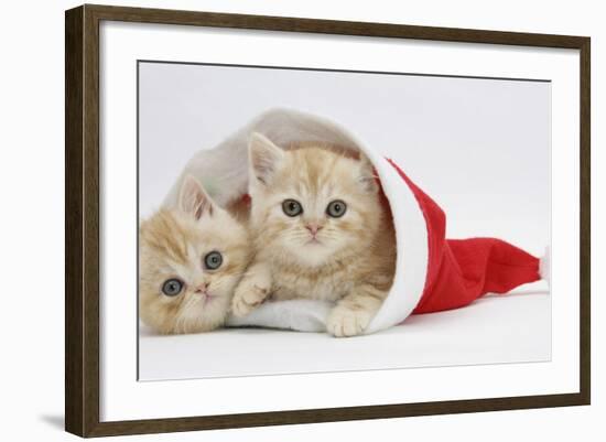 Two Ginger Kittens in a Father Christmas Hat-Mark Taylor-Framed Photographic Print