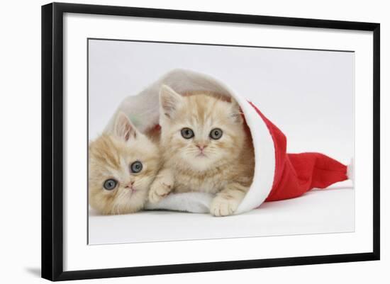 Two Ginger Kittens in a Father Christmas Hat-Mark Taylor-Framed Photographic Print