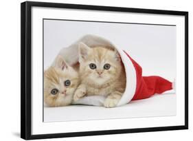 Two Ginger Kittens in a Father Christmas Hat-Mark Taylor-Framed Photographic Print