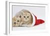 Two Ginger Kittens in a Father Christmas Hat-Mark Taylor-Framed Photographic Print