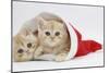 Two Ginger Kittens in a Father Christmas Hat-Mark Taylor-Mounted Photographic Print