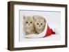 Two Ginger Kittens in a Father Christmas Hat-Mark Taylor-Framed Photographic Print