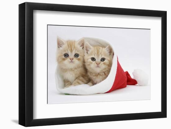 Two Ginger Kittens in a Father Christmas Hat-Mark Taylor-Framed Photographic Print