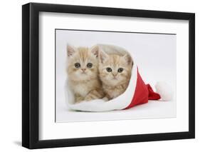 Two Ginger Kittens in a Father Christmas Hat-Mark Taylor-Framed Photographic Print