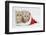 Two Ginger Kittens in a Father Christmas Hat-Mark Taylor-Framed Photographic Print