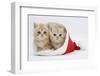 Two Ginger Kittens in a Father Christmas Hat-Mark Taylor-Framed Photographic Print