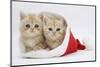 Two Ginger Kittens in a Father Christmas Hat-Mark Taylor-Mounted Photographic Print