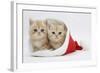 Two Ginger Kittens in a Father Christmas Hat-Mark Taylor-Framed Photographic Print