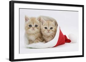 Two Ginger Kittens in a Father Christmas Hat-Mark Taylor-Framed Photographic Print