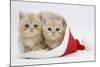 Two Ginger Kittens in a Father Christmas Hat-Mark Taylor-Mounted Photographic Print