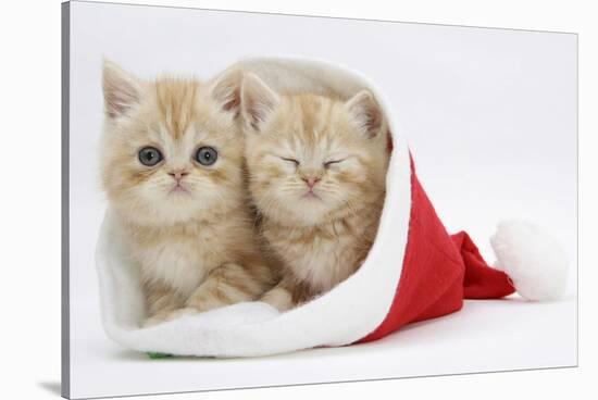 Two Ginger Kittens in a Father Christmas Hat-Mark Taylor-Stretched Canvas