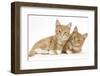 Two Ginger Kittens, Lounging Together-Mark Taylor-Framed Photographic Print