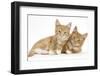 Two Ginger Kittens, Lounging Together-Mark Taylor-Framed Photographic Print