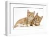 Two Ginger Kittens, Lounging Together-Mark Taylor-Framed Photographic Print