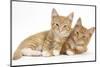 Two Ginger Kittens, Lounging Together-Mark Taylor-Mounted Photographic Print
