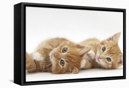 Two Ginger Kittens Lying on their Sides-Mark Taylor-Framed Stretched Canvas