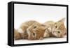 Two Ginger Kittens Lying on their Sides-Mark Taylor-Framed Stretched Canvas