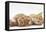 Two Ginger Kittens Lying on their Sides-Mark Taylor-Framed Stretched Canvas