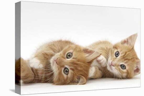 Two Ginger Kittens Lying on their Sides-Mark Taylor-Stretched Canvas