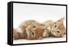 Two Ginger Kittens Lying on their Sides-Mark Taylor-Framed Stretched Canvas