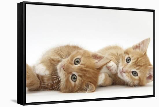 Two Ginger Kittens Lying on their Sides-Mark Taylor-Framed Stretched Canvas