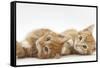 Two Ginger Kittens Lying on their Sides-Mark Taylor-Framed Stretched Canvas