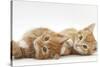 Two Ginger Kittens Lying on their Sides-Mark Taylor-Stretched Canvas