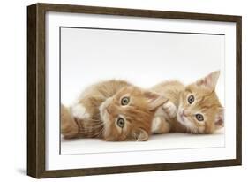 Two Ginger Kittens Lying on their Sides-Mark Taylor-Framed Photographic Print