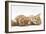 Two Ginger Kittens Lying on their Sides-Mark Taylor-Framed Photographic Print