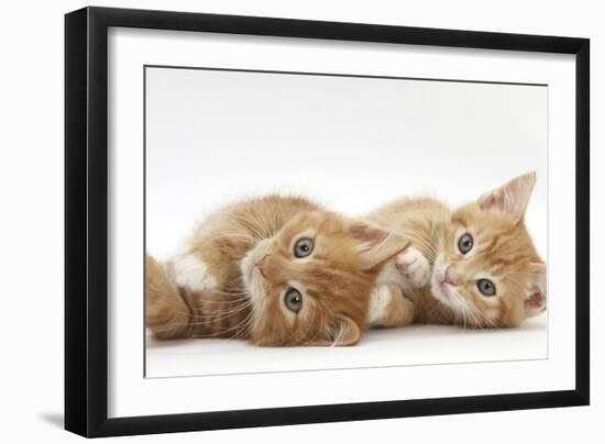 Two Ginger Kittens Lying on their Sides-Mark Taylor-Framed Photographic Print