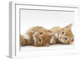 Two Ginger Kittens Lying on their Sides-Mark Taylor-Framed Photographic Print