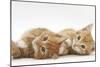 Two Ginger Kittens Lying on their Sides-Mark Taylor-Mounted Photographic Print