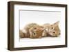 Two Ginger Kittens Lying on their Sides-Mark Taylor-Framed Photographic Print