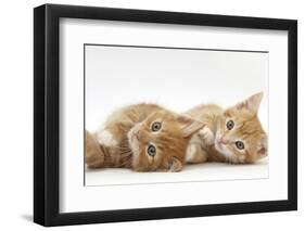 Two Ginger Kittens Lying on their Sides-Mark Taylor-Framed Photographic Print