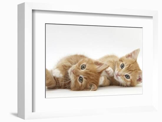 Two Ginger Kittens Lying on their Sides-Mark Taylor-Framed Photographic Print