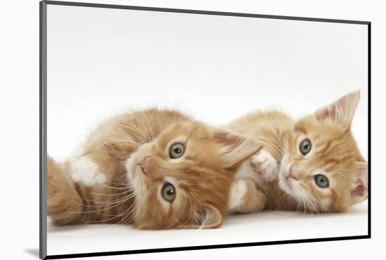 Two Ginger Kittens Lying on their Sides-Mark Taylor-Mounted Photographic Print
