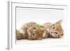 Two Ginger Kittens Lying on their Sides-Mark Taylor-Framed Photographic Print