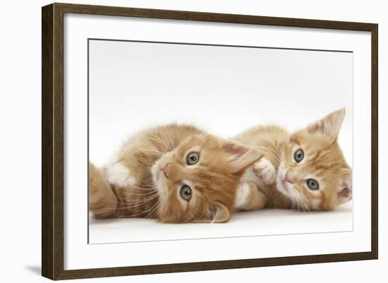 Two Ginger Kittens Lying on their Sides-Mark Taylor-Framed Photographic Print