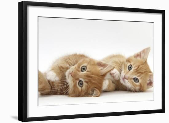 Two Ginger Kittens Lying on their Sides-Mark Taylor-Framed Photographic Print