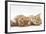 Two Ginger Kittens Lying on their Sides-Mark Taylor-Framed Photographic Print