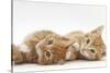 Two Ginger Kittens Lying on their Sides-Mark Taylor-Stretched Canvas