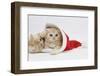 Two Ginger Kittens Playing in a Father Christmas Hat-Mark Taylor-Framed Photographic Print
