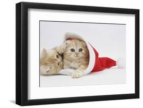 Two Ginger Kittens Playing in a Father Christmas Hat-Mark Taylor-Framed Photographic Print