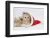 Two Ginger Kittens Playing in a Father Christmas Hat-Mark Taylor-Framed Photographic Print