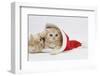 Two Ginger Kittens Playing in a Father Christmas Hat-Mark Taylor-Framed Photographic Print