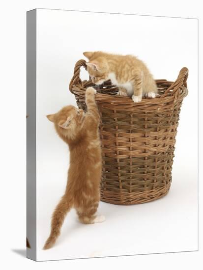 Two Ginger Kittens Playing in a Wicker Basket-Mark Taylor-Stretched Canvas