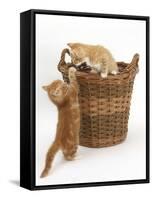 Two Ginger Kittens Playing in a Wicker Basket-Mark Taylor-Framed Stretched Canvas