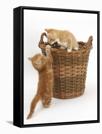 Two Ginger Kittens Playing in a Wicker Basket-Mark Taylor-Framed Stretched Canvas