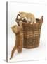 Two Ginger Kittens Playing in a Wicker Basket-Mark Taylor-Stretched Canvas