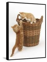 Two Ginger Kittens Playing in a Wicker Basket-Mark Taylor-Framed Stretched Canvas